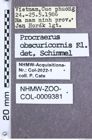 Etikett zu Melanoxanthus bimaculatus (Fleutiaux, 1918)
